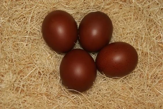 Please read this brown eggs vs white eggs, Are brown eggs better, Brown egg or white egg, Are brown eggs better for you, Brown vs white eggs.