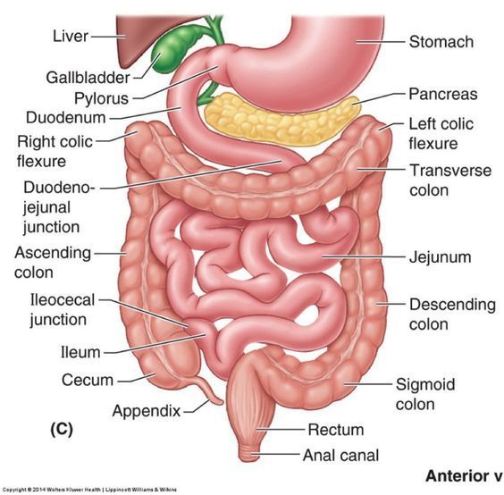 Discover great info the breakfast Gut healthy, Gut healthy foods, Probiotic and prebiotics, Macromolecule, Prebiotics