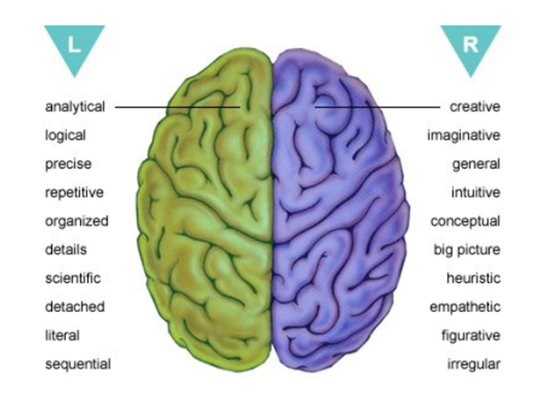 Please read this in detail Brain parts and functions, Brain anatomy and function, Brain structure and function, Right and left side, Brains function.