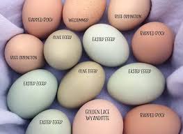 Please read this brown eggs vs white eggs, Are brown eggs better, Brown egg or white egg, Are brown eggs better for you, Brown vs white eggs.