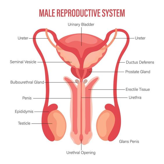 This blog more focus about Bladder pain syndrome, Bladder pain, Reproductive system, Bladder cancer treatment, Interstitial cystitis.